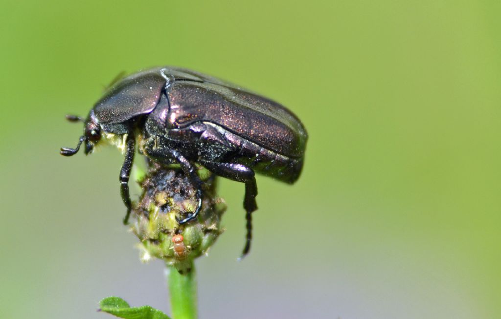 Protaetia cuprea ab. atroviolacea (cfr.)